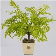 featured product